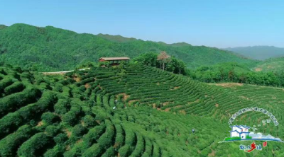 房县窑淮镇：“四个一”助推茶叶产业高质量发展