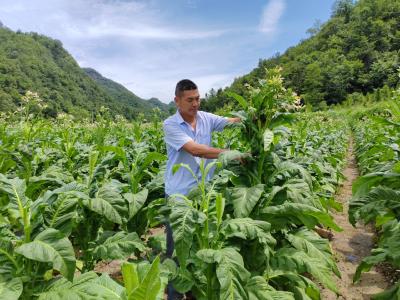 青峰镇：守护烟农“黄金叶” 鼓起百姓“钱袋子”