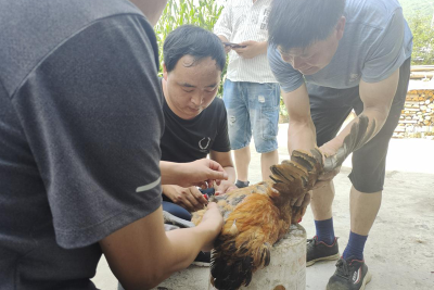 土城镇：采血监测验夏防 筑牢畜禽防护墙