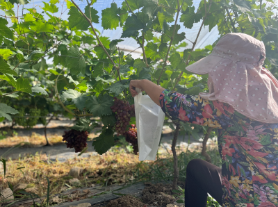 房县化龙堰镇高桥村：葡萄长势喜人，丰收在望