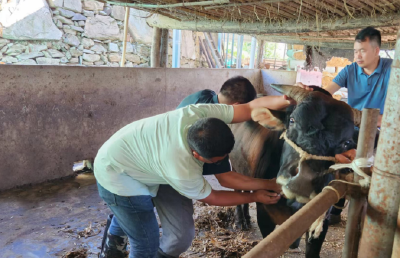 尹吉甫镇：畜禽抗体监测护航畜牧业健康发展