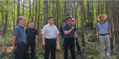 省林业局来房调研国土绿化重点工程建设情况