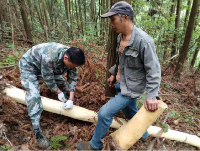 偷鸡不成蚀把米 偷剥树皮受惩罚