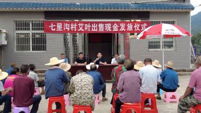 房县七星沟村：首茬艾叶喜丰收  村民致富笑开颜