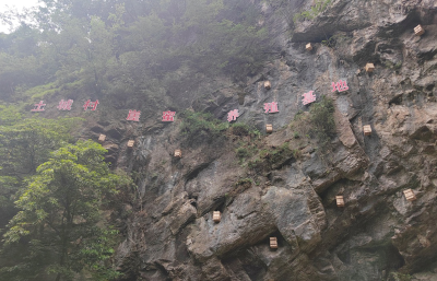 门古寺镇：干部带头群众跟上 崖蜜产业立竿见影