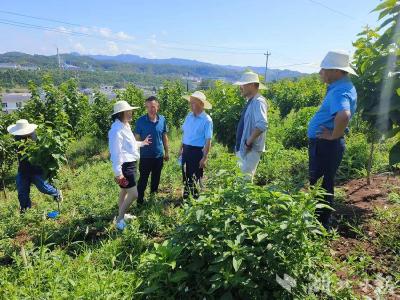 四川农业大学专家为房县樱桃产业发展把脉问诊