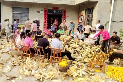 房县供销社：驻村干部进田间 助农秋收解民忧