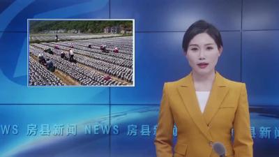 土城镇：春夏木耳完成采收 小耳菇成致富主导产业
