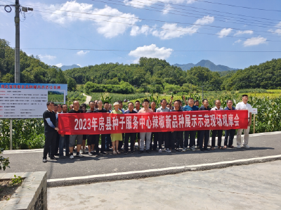  野人谷镇：蔬菜产业促发展 共同缔造促振兴
