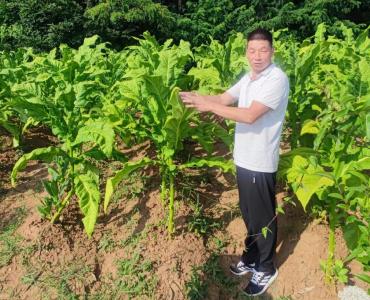 门古寺镇：烟叶变身“金叶子”  铺就群众“致富路”