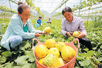 甜瓜飘香 生活甜美