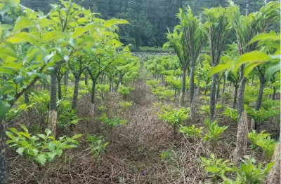“房县魔芋”获批国家地理标志证明商标