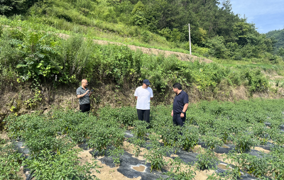 五台乡：营商环境一片绿灯 辣椒产业一路火红