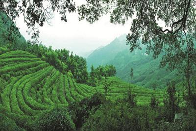 房县启动“林长+共同缔造”绿色赋能共创美好生活行动