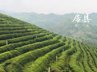 门古寺镇：“小茶叶”撬动“大产业”