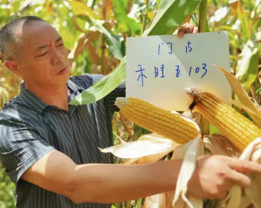 门古寺镇：新品玉米适种成功助力农民捧起“金豆子”