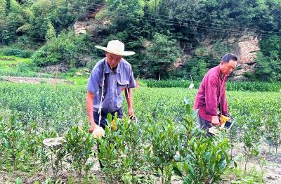土城镇：“一片”茶叶带动“一片”增收