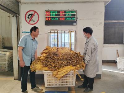 九道乡：片片“黄金叶” 收购正忙时