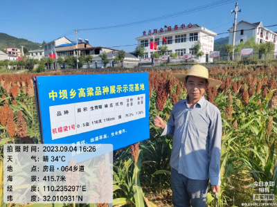 中坝乡：高粱试验田喜获丰收