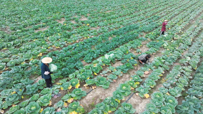 房县：蔬菜产业鼓起农民“钱袋子”