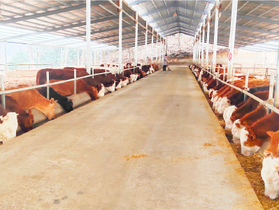 【走进乡村看振兴】房县：以草定畜建设草牧业大县 推进乡村振兴助农增收