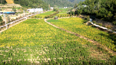 【走进乡村看振兴】门古寺镇项家河村：茶旅融合 奏响乡村振兴和美韵律
