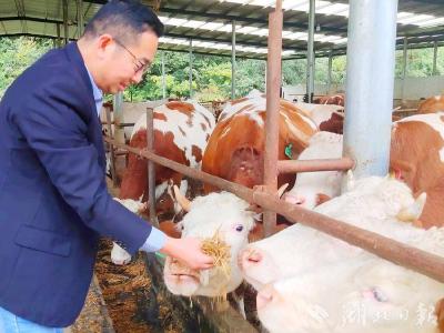 湖北房县：以草定畜建设草牧业大县 推进乡村振兴助农增收