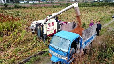 【走进乡村看振兴】中坝乡：3000亩酒用高粱大丰收
