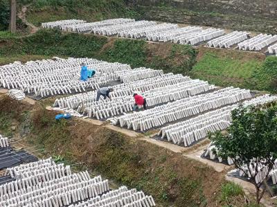 白鹤镇三棵树村：地栽木耳，赋能产业振兴