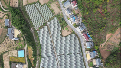 【走进乡村看振兴】项家河村：小小葡萄串起致富路