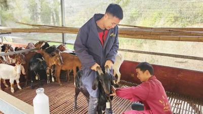 尹吉甫镇：秋季动物防疫护航畜牧业健康发展