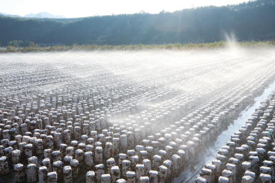 食用菌基地用上“微水喷灌”