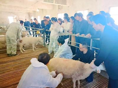 房县推广肉羊人工授精高效繁育新技术初见成效