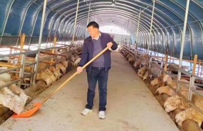 朱全胜：“大棚式”养羊 助农增收致富