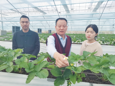 返乡创业 助农增收