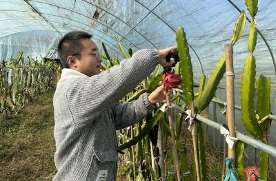 军店镇：火龙果抢“鲜”上市 畅享甜蜜正当时