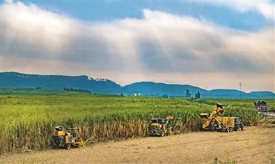 时政微观察丨推进乡村全面振兴是“三农”工作总抓手