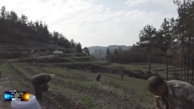 房县做好茶园冬管 助力茶农增收