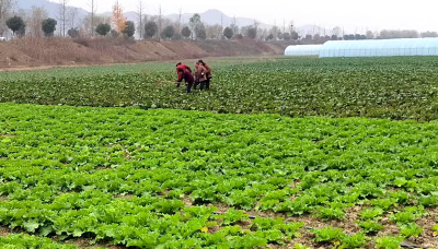 军店镇探索“政府+公司+农户”经营模式 助力村民增收致富