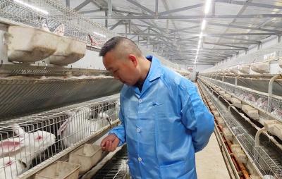 探寻“神农兔”跳跃式发展之路