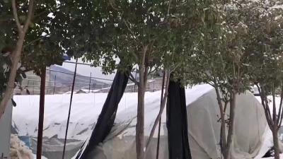 土城镇龙坪村：清扫积雪保障大棚安全