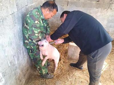 房县畜牧兽医服务中心： “三字诀”筑牢畜牧业安全“防护网”