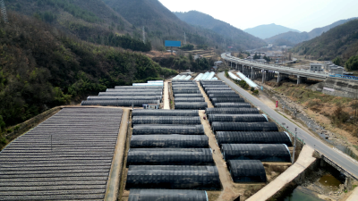 土城镇：吊袋木耳“串”起乡村振兴大产业