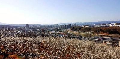 房县：樱桃花海绘春色