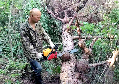 土城镇：生物防治控虫害 撑起绿色“保护伞”