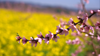 化龙堰镇高川村：花开香满路 绽放产业兴旺好前景