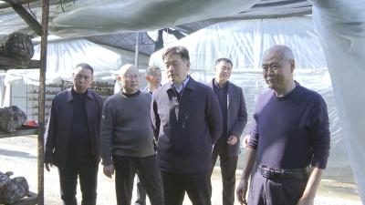 市人大常委会副主任刘永来房调研食用菌产业发展情况