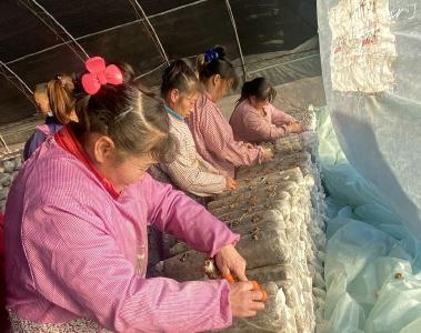 沙河乡：发展食用菌 拓宽致富路
