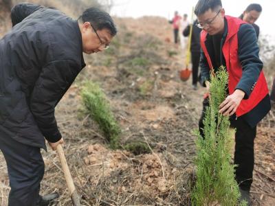 县卫健局：携手种下侧柏树  苍翠绿色扮房州