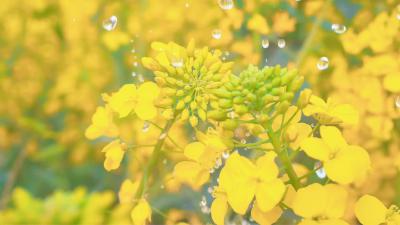 【诗话房县】春风十里菜花香，满山遍野即金黄！春风漾，歌声扬！